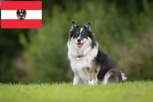 Read more about the article Crescători de câini islandezi și căței în Austria