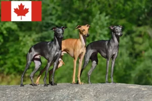 Read more about the article crescători de clopoței de vânt italieni și căței în Canada