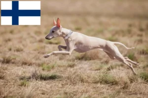 Read more about the article crescători de clopoței de vânt italieni și căței în Finlanda