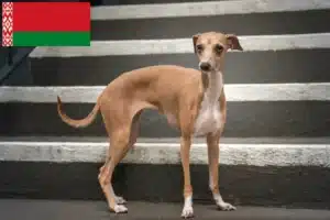Read more about the article crescători de clopoței de vânt italieni și căței în Belarus