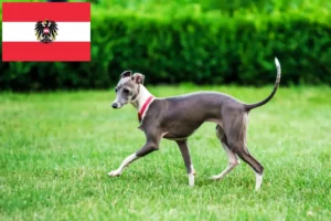 Read more about the article crescători de clopoței de vânt italieni și căței în Austria