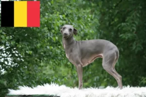Read more about the article crescători de clopoței de vânt italieni și căței în Belgia