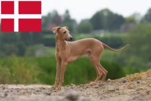 Read more about the article crescători de clopoței de vânt italieni și căței în Danemarca