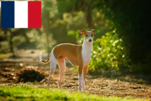 Read more about the article crescători de clopoței de vânt italieni și căței în Franța