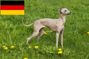 Read more about the article crescători de clopoței de vânt italieni și căței în Germania