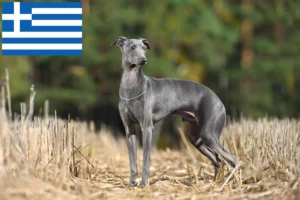 Read more about the article Crescători de clopoței de vânt italieni și căței în Grecia