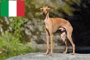Read more about the article crescători de clopoței de vânt italieni și căței în Italia