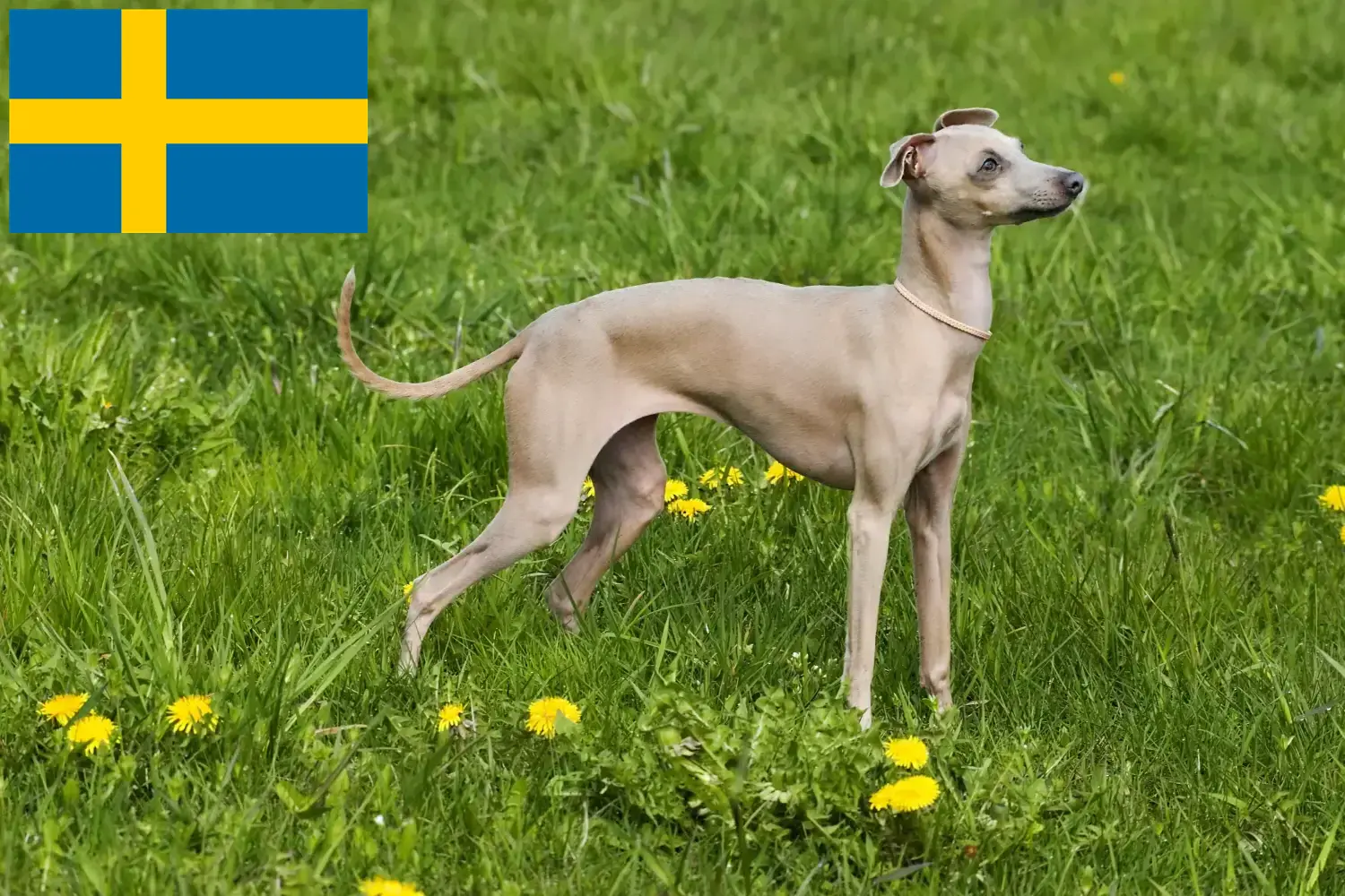 Read more about the article crescători de clopoței de vânt italieni și căței în Suedia