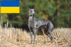 Read more about the article crescători de clopoței de vânt italieni și căței în Ucraina