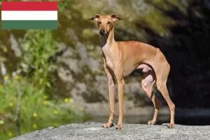 Read more about the article Crescători de clopoței de vânt italieni și căței în Ungaria