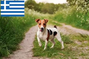 Read more about the article Jack Russell crescători și căței în Grecia