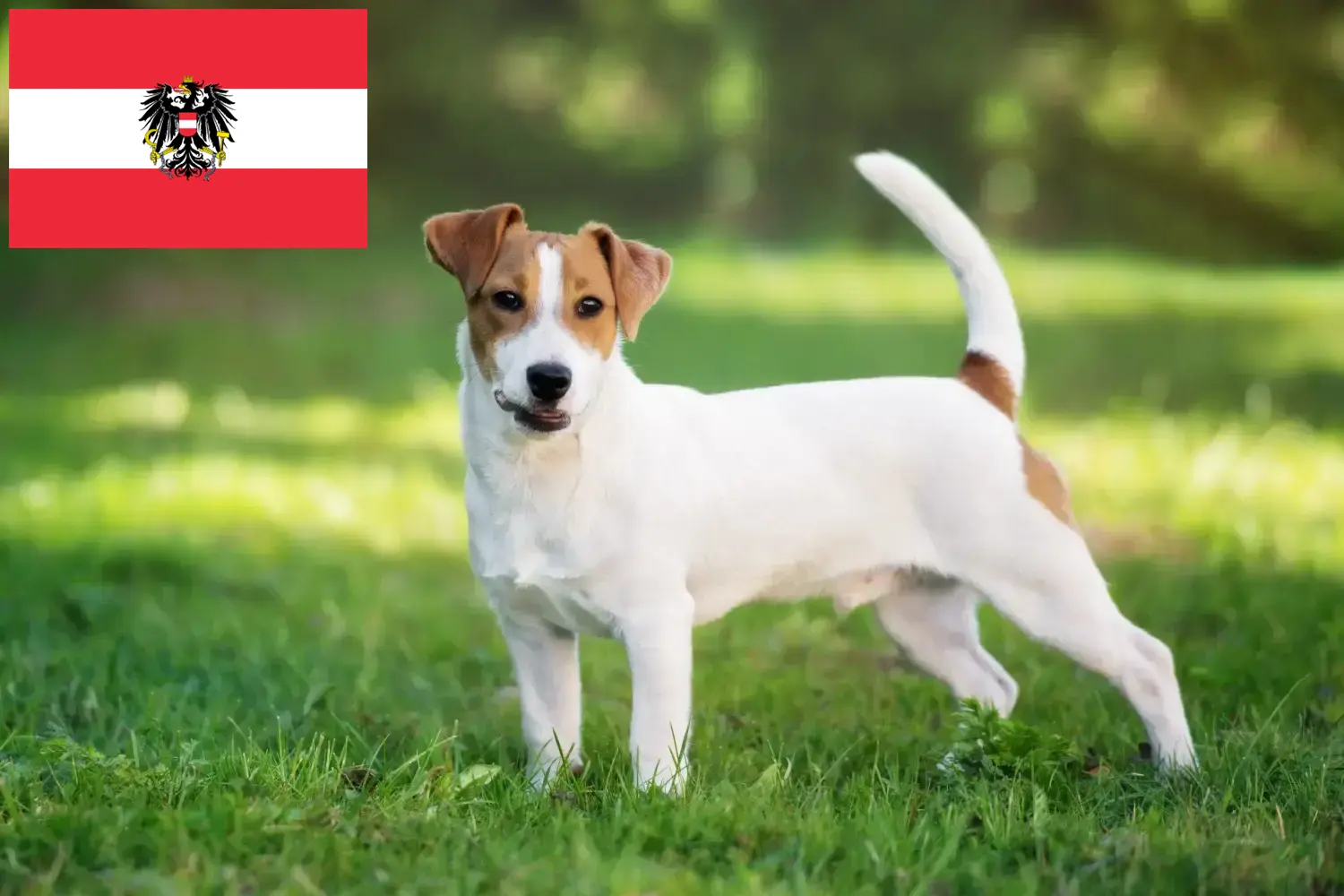 Jack Russell cățeluși și crescători Austria Aici puteți găsi crescători de Jack Russell în Austria.