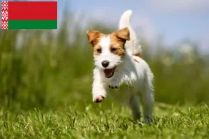Read more about the article Jack Russell crescători și căței în Belarus