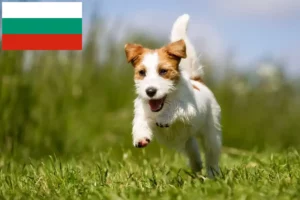 Read more about the article Jack Russell crescători și căței în Bulgaria