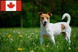 Read more about the article Jack Russell crescători și căței în Canada