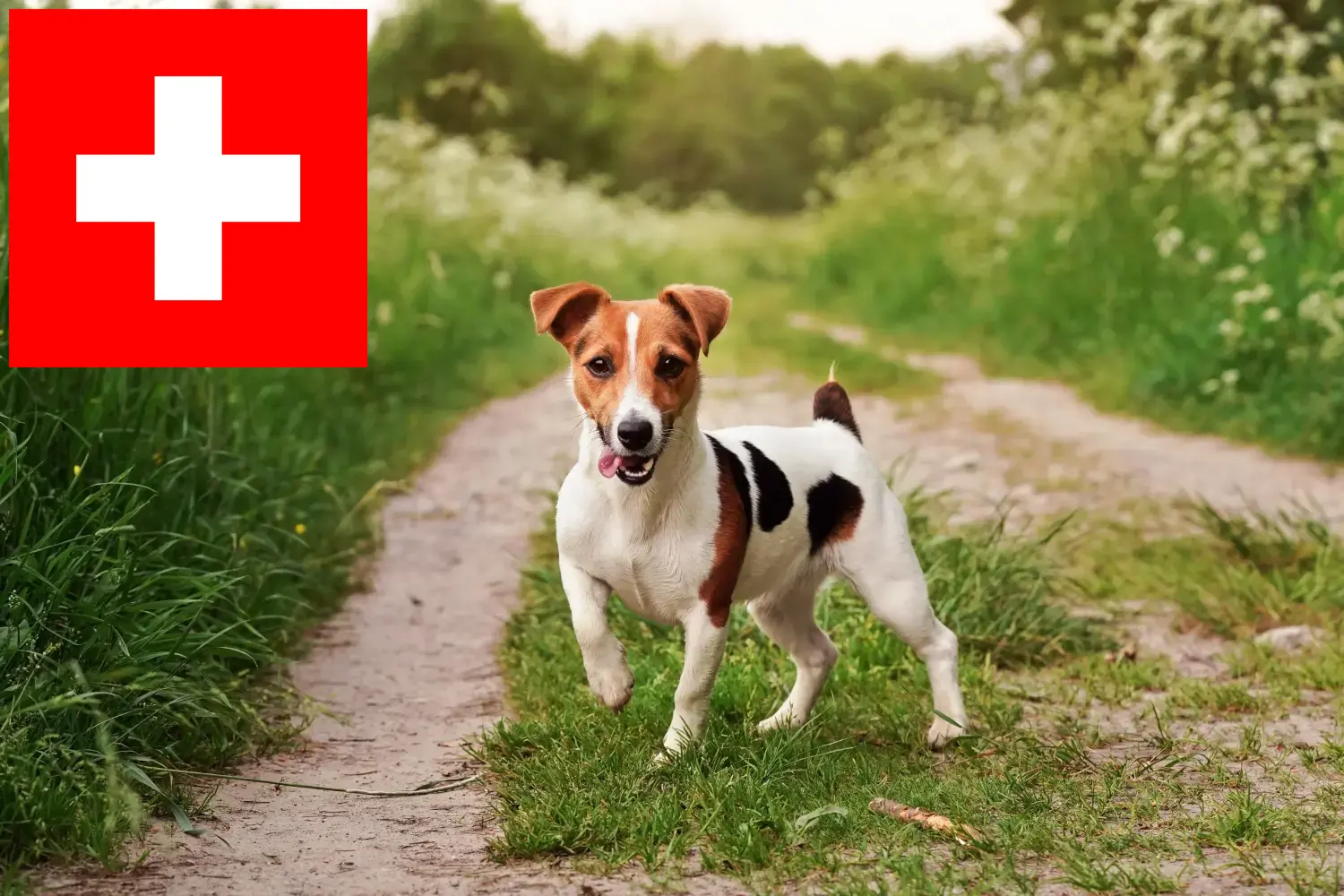 Jack Russell căței și crescători Elveția Aici puteți găsi crescători de Jack Russell în Elveția.
