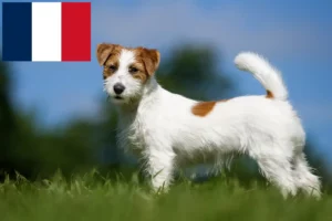 Read more about the article Jack Russell crescători și căței în Franța