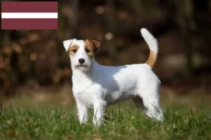 Read more about the article Jack Russell crescători și căței în Letonia