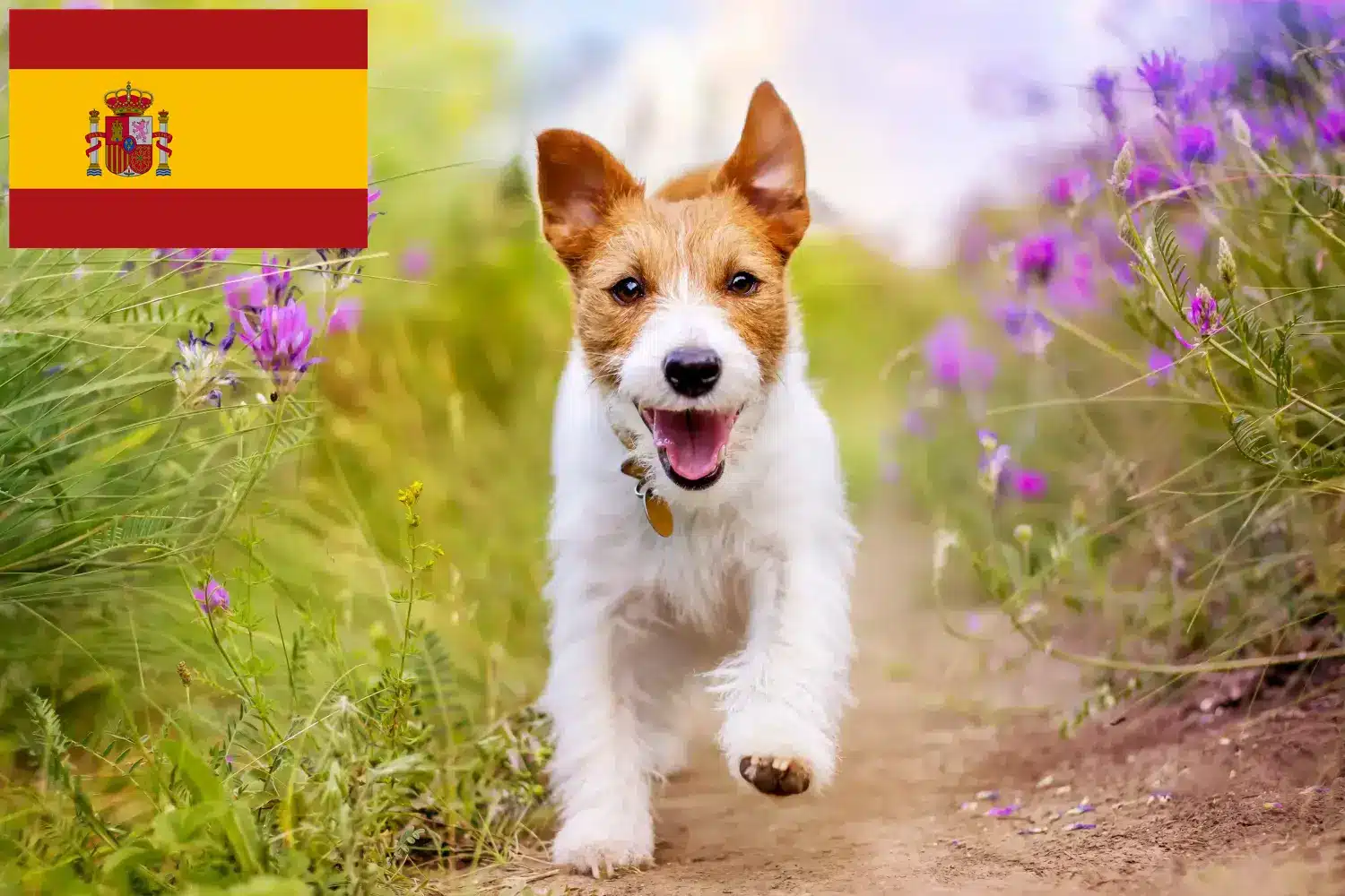 Jack Russell cățeluși și crescători Spania Găsiți aici crescătorii de Jack Russell în Spania.
