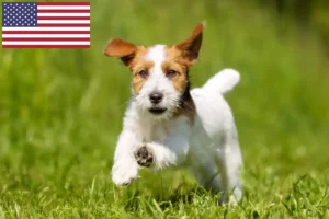 Read more about the article Jack Russell crescători și căței în SUA
