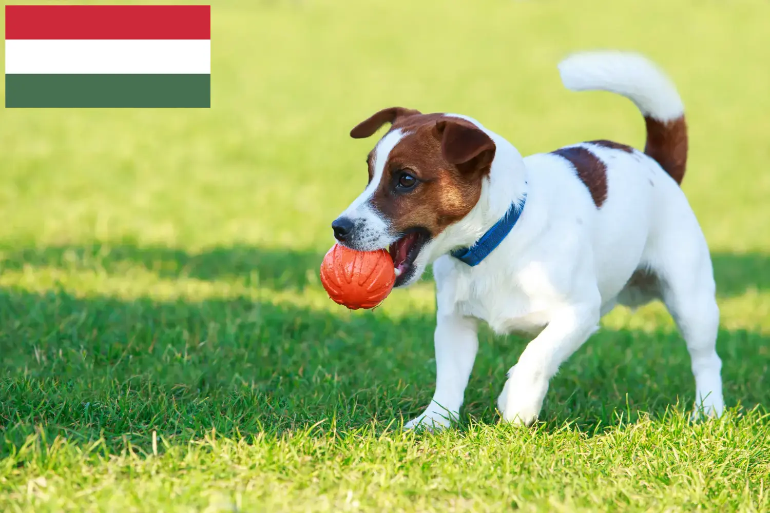 Jack Russell cățeluși și crescători Ungaria Găsiți aici crescătorii de Jack Russell în Ungaria.