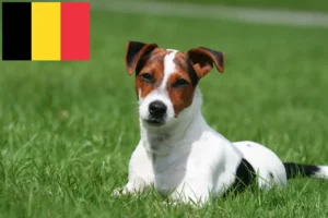 Read more about the article Jack Russell crescători și căței în Belgia