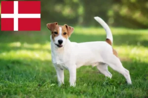 Read more about the article Jack Russell crescători și căței în Danemarca