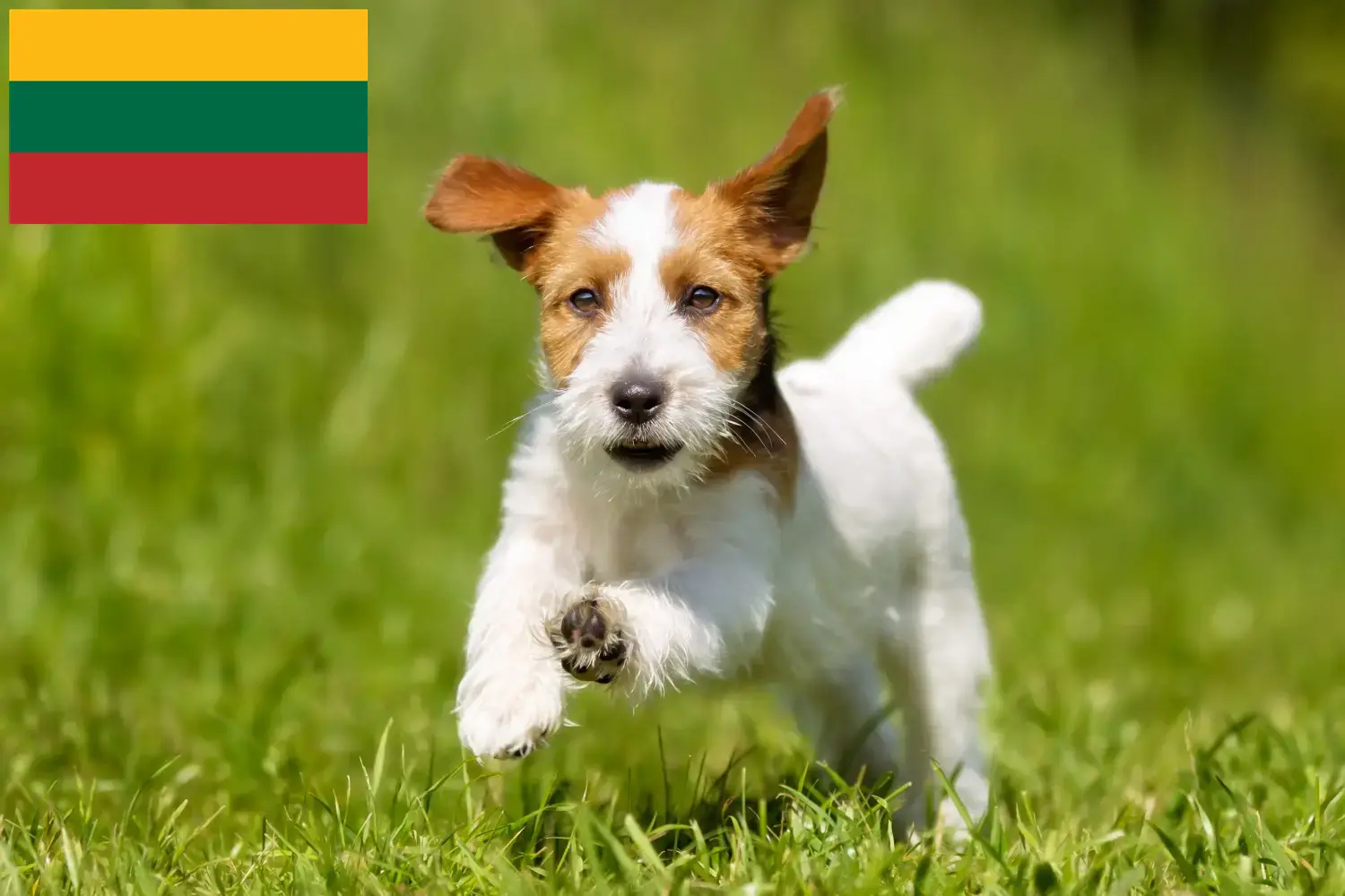 Read more about the article Jack Russell crescători și căței în Lituania