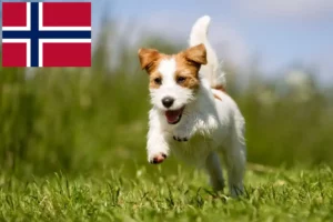 Read more about the article Jack Russell crescători și căței în Norvegia