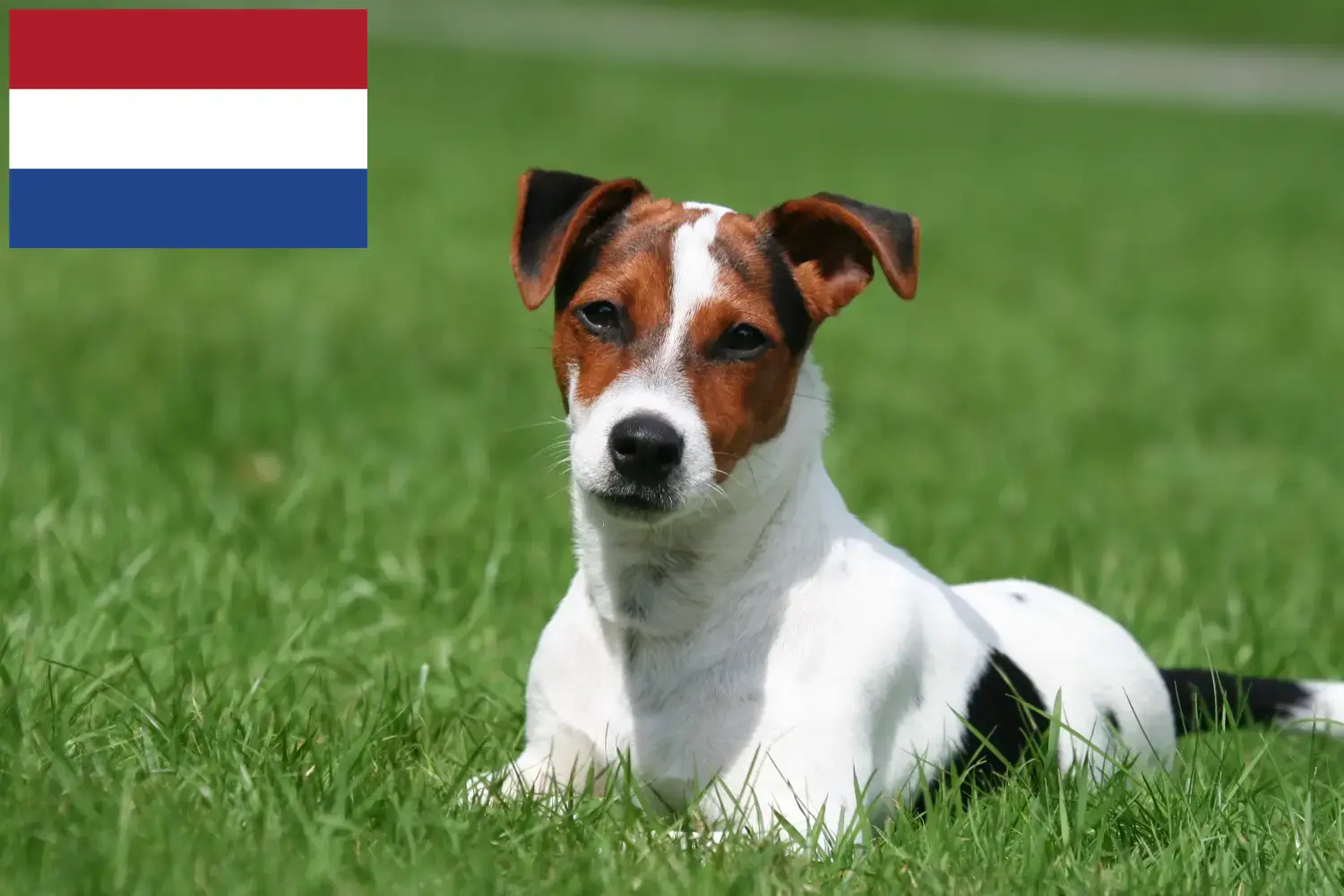 Jack Russell cățeluși și crescători Olanda Găsiți aici crescătorii de Jack Russell din Olanda.