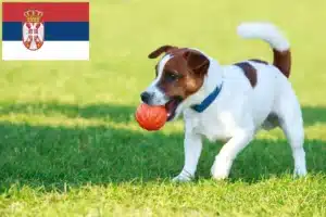 Read more about the article Jack Russell crescători și căței în Serbia