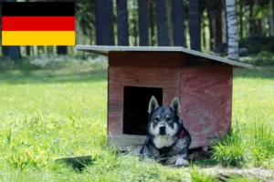Read more about the article Jämthund crescători și căței în Germania