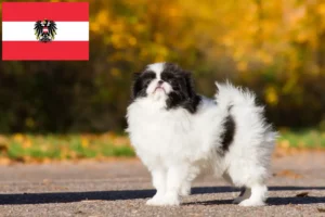 Read more about the article Japan Chin crescători și căței în Austria