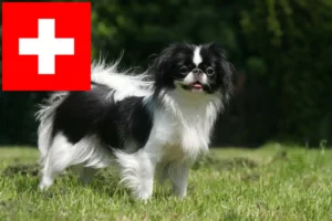 Read more about the article Japonia Chin crescători și căței în Elveția