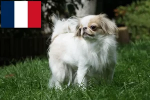 Read more about the article Japan Chin crescători și căței în Franța