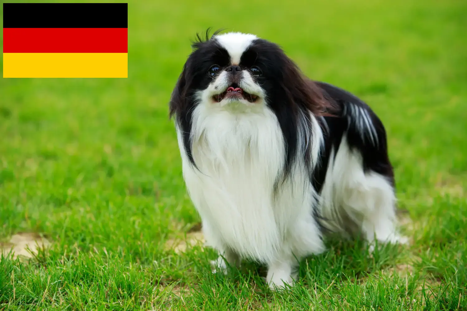 Read more about the article Japonia Chin crescători și căței în Germania
