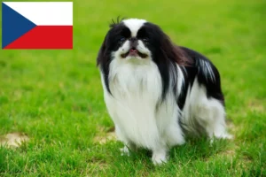 Read more about the article Japan Chin crescători și căței în Republica Cehă