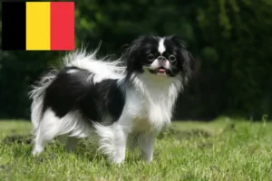 Read more about the article Japan Chin crescători și căței în Belgia