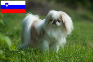 Read more about the article Japan Chin crescători și căței în Slovenia