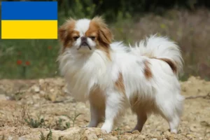 Read more about the article Japonia Chin crescători și căței în Ucraina