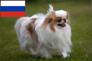 Read more about the article Japonia Chin crescători și căței în Rusia