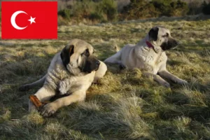 Read more about the article Kangal crescători și căței în Turcia