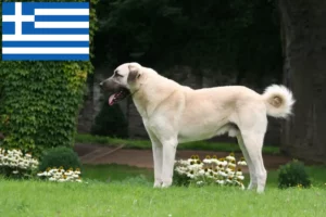 Read more about the article Kangal crescători și căței în Grecia