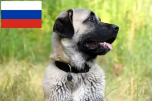 Read more about the article Kangal crescători și căței în Rusia