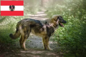 Read more about the article Karst Sheepdog crescători și căței în Austria