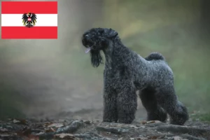 Read more about the article Kerry Blue Terrier crescători și căței în Austria