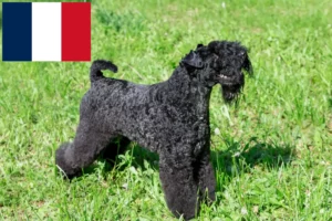 Read more about the article Kerry Blue Terrier crescători și căței în Franța