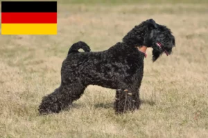 Read more about the article Kerry Blue Terrier crescători și căței în Germania