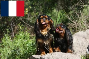 Read more about the article King Charles Spaniel crescători și căței în Franța