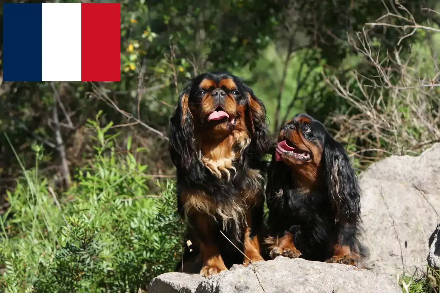 Read more about the article King Charles Spaniel crescători și căței în Franța